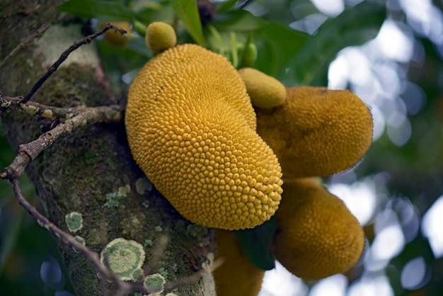 Gros plan, jacquier, à, fruits mûrs