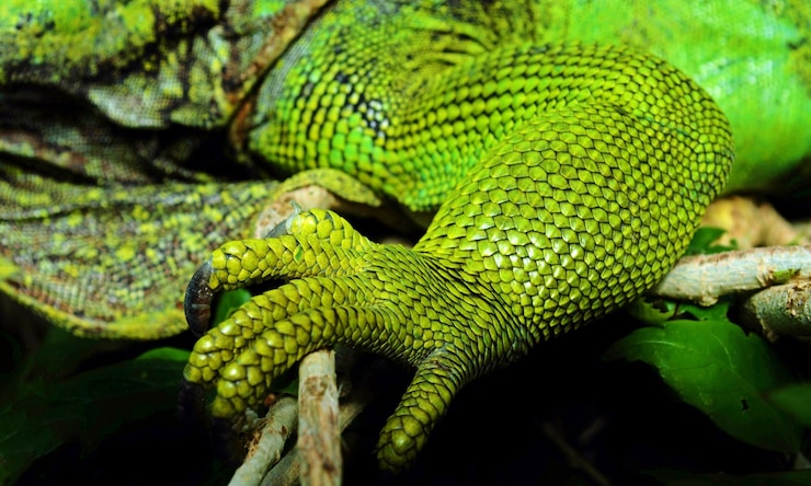 Photo gros plan d'une jambe d'un lézard iguane vert