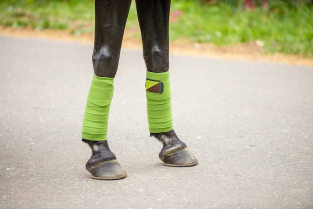 Gros plan sur des jambes de cheval, des sabots et des bandages verts