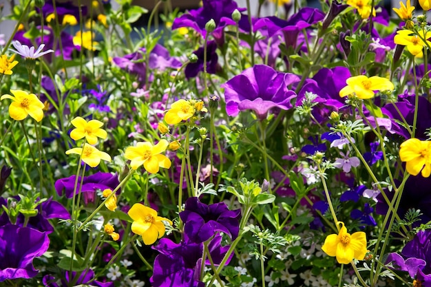 Gros plan sur une jardinière à l'extérieur d'une propriété à Rusper