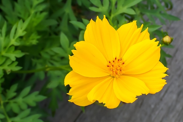 Gros plan, de, jaune, cosmos, fleurs