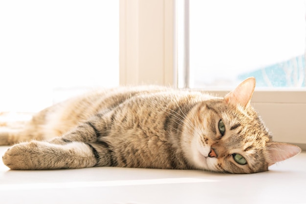 Gros plan d'un jeune adorable chat tigré détendu allongé sur le rebord de la fenêtre profitant d'une journée ensoleillée