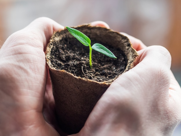 Gros plan d'un jeune arbre vert dans les mains d'un homme