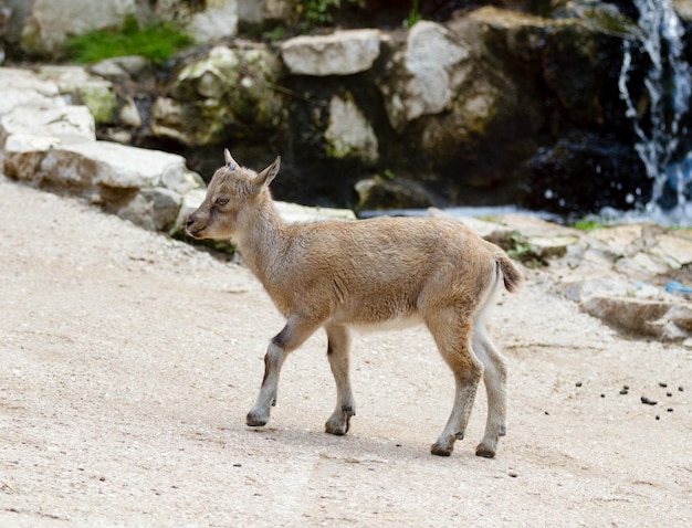 Gros plan d'une jeune chèvre de montagne près d'une cascade