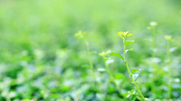 Gros plan jeune feuille arbre haut vert sur fond flou dans le jardin