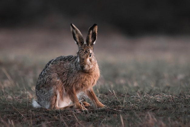 Gros plan d'un jeune lièvre assis dans l'herbe