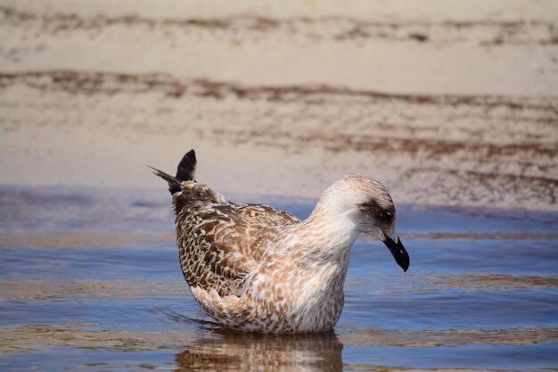 Gros plan d'une jeune mouette sur l'eau