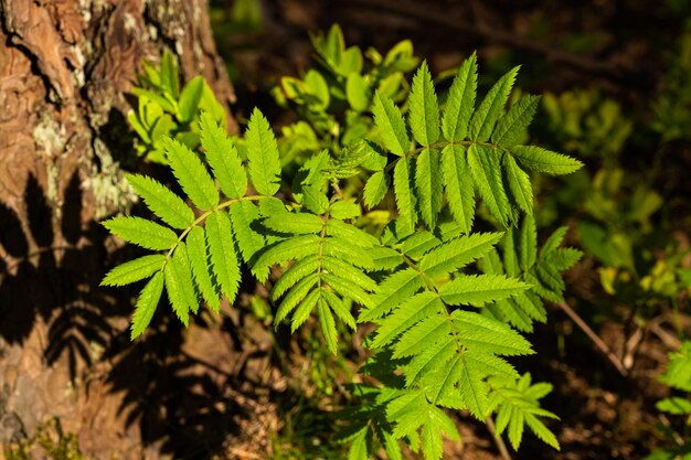 Un gros plan d'un jeune et petit arbre avec des feuilles vertes