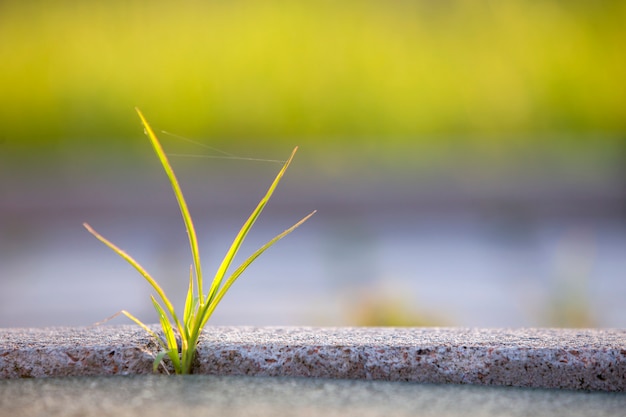 Gros plan d'une jeune petite plante verte commençant à pousser entre les carreaux de béton au printemps. Début d'un nouveau concept de vie.