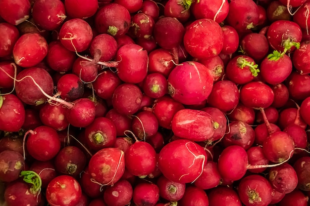 Gros plan de jeune radis rouge appétissant Légumes de ferme pour une alimentation saine