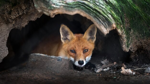 Gros plan d'un jeune renard roux sauvage au repos dans une forêt