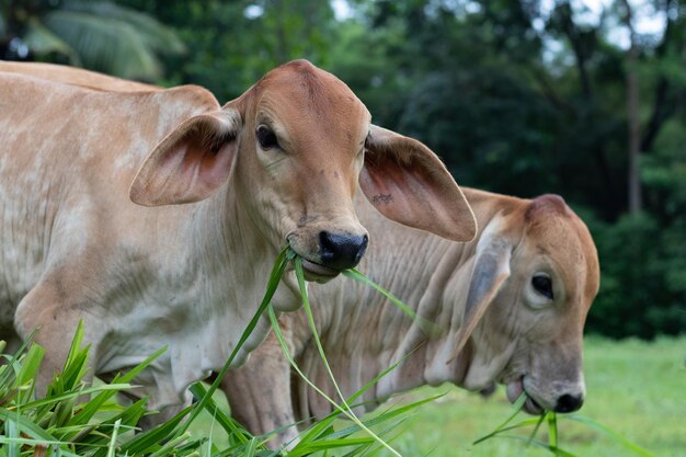 Un gros plan d'une jeune vache qui mange de l'herbe