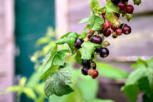 Gros plan de jeunes cassis sur des branches dans le jardin