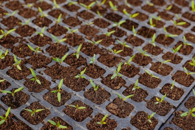 Gros plan de jeunes plants de tomates vertes dans un plateau de semis