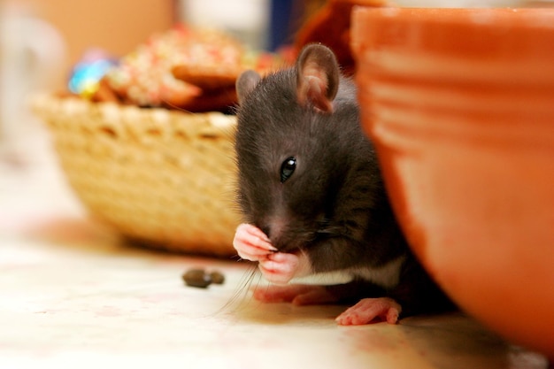 Gros plan sur de jeunes rats gris (Rattus norvegicus) sur une table de cuisine à la recherche de nourriture