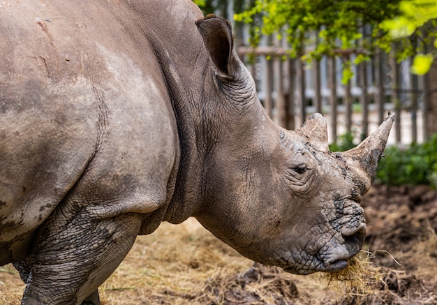 Gros plan de jeunes rhinocéros