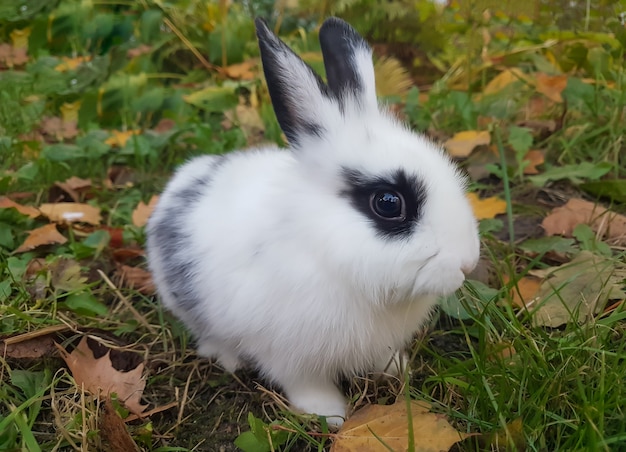 Gros plan un joli lapin assis sur l'herbe.