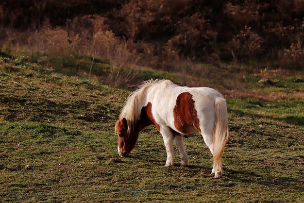 Photo gros plan d'un joli poney broutant dans un champ