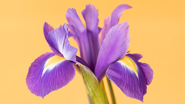 Photo gros plan d'une jolie fleur violette