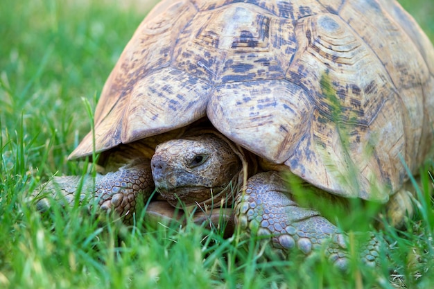 Gros plan d'une jolie tortue allongée dans l'herbe verte. Namibie