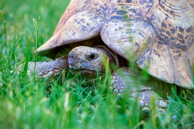 Gros plan d'une jolie tortue allongée dans l'herbe verte. Namibie