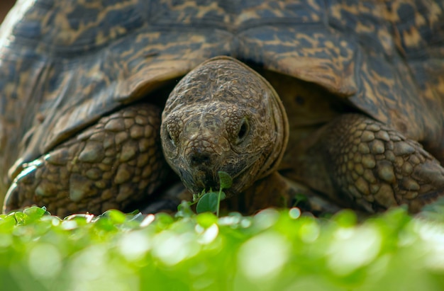 Gros plan d'une jolie tortue allongée dans l'herbe verte. Namibie
