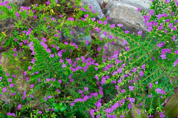 Gros plan de jolies fleurs de bruyère ou de lutin