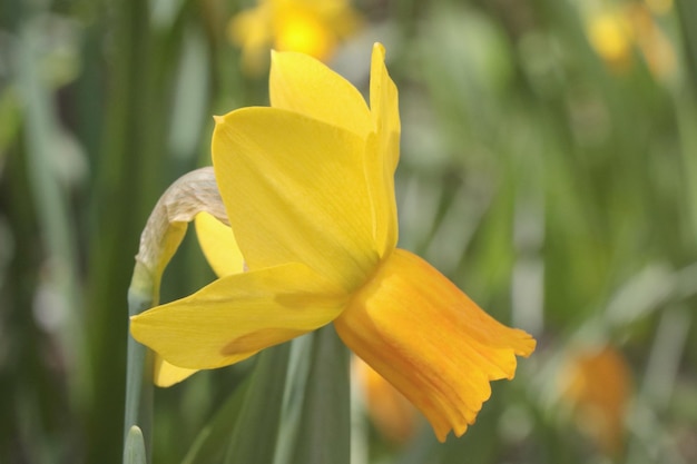 Gros plan sur une jonquille jaune en fleurs dans le jardin