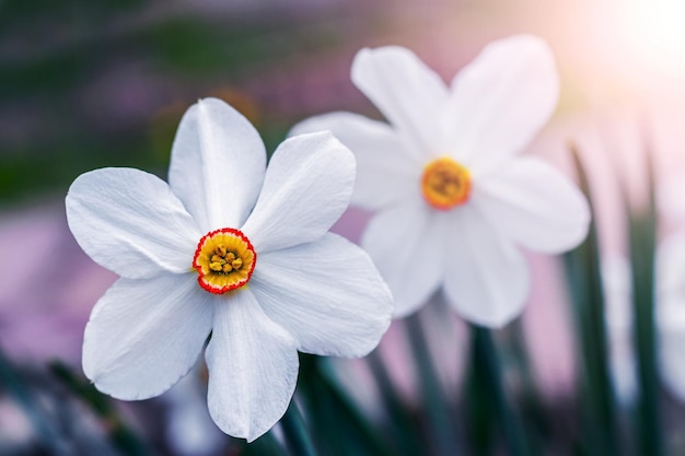 Gros plan de jonquilles blanches dans le jardin sur un arrière-plan flou par temps ensoleillé