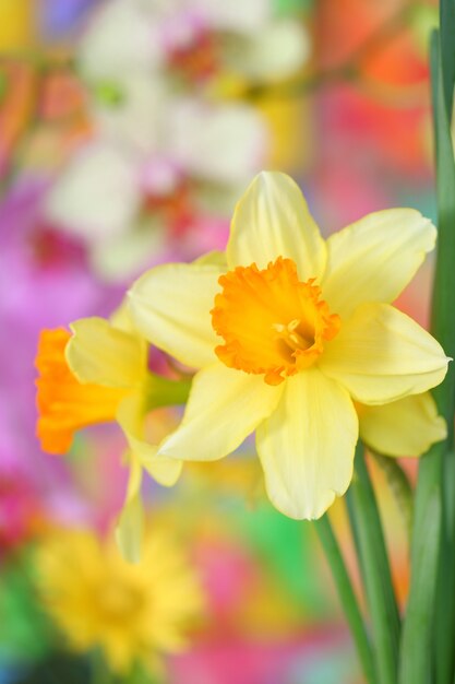 Photo gros plan, jonquilles