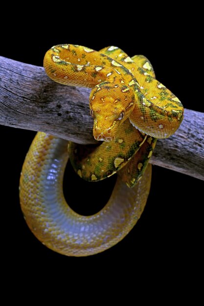 Gros plan juvénile de python arbre vert sur une branche avec fond noir Python arbre vert Morelia viridis