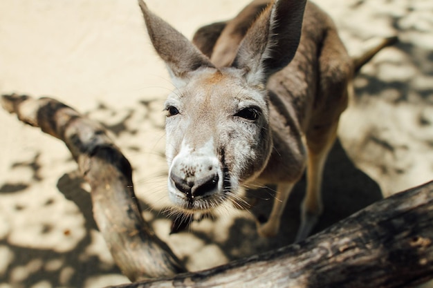 Un gros plan d'un kangourou qui regarde la caméra