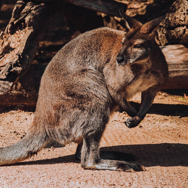 Photo gros plan d'un kangourou