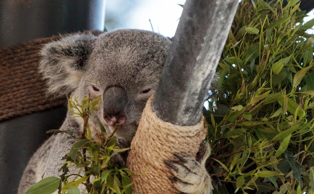 Photo un gros plan d'un koala assis sur du bois