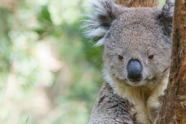 Photo un gros plan d'un koala