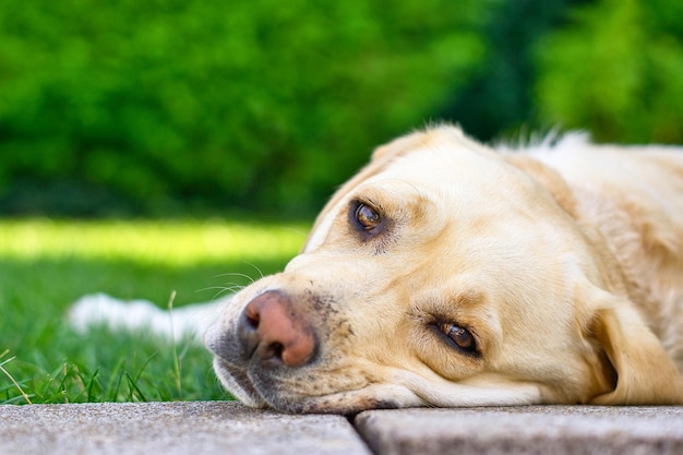 Gros plan d'un Labrador Retriever allongé sur le sol à l'extérieur