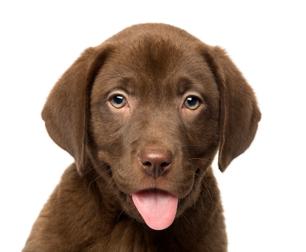 Gros plan, labrador retriever, chiot, isolé