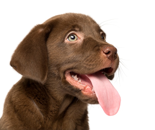 Gros plan, labrador retriever, chiot, isolé