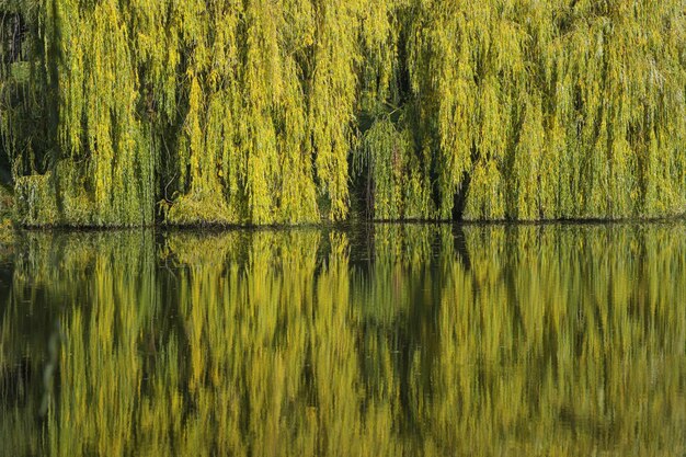 Gros plan sur un lac reflétant les beaux arbres d'automne colorés dans un parc