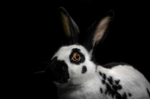 Photo un gros plan d'un lapin sur un fond noir