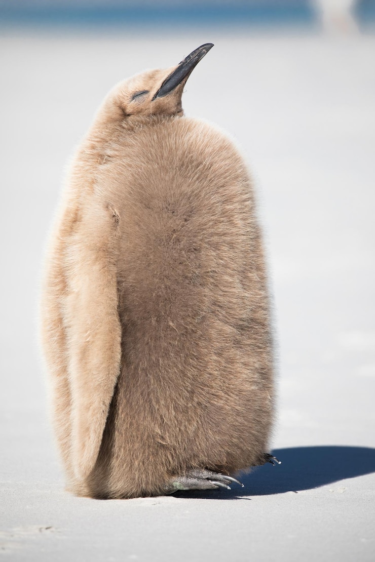 Photo un gros plan d'un lapin sur la neige