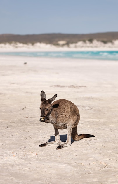 Photo un gros plan d'un lapin sur la plage