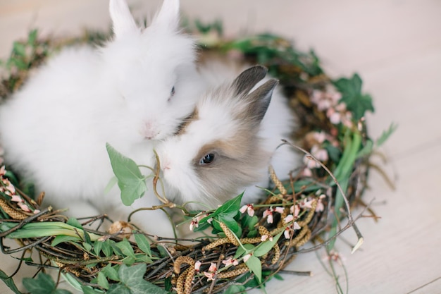 Un gros plan de lapins qui se détendent dans leur nid