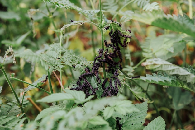 gros plan sur la larve de papillon mangeant une feuille