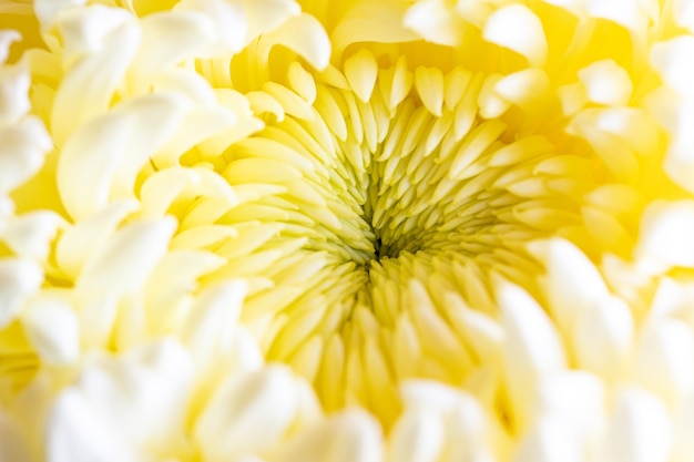 Photo gros plan léger de fleur de chrysanthème jaune grande fleur de chrysanthème