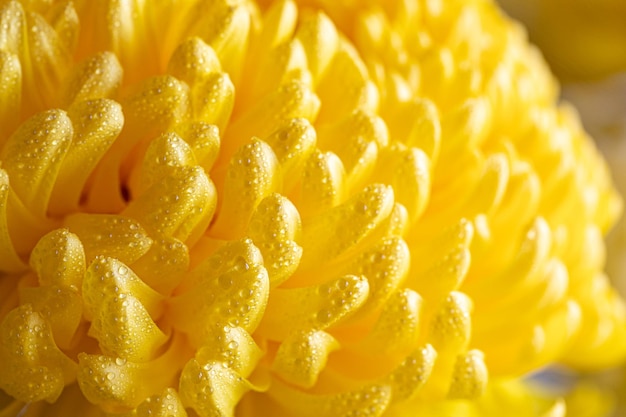 Gros plan léger de fleur de chrysanthème jaune Grande fleur de chrysanthème