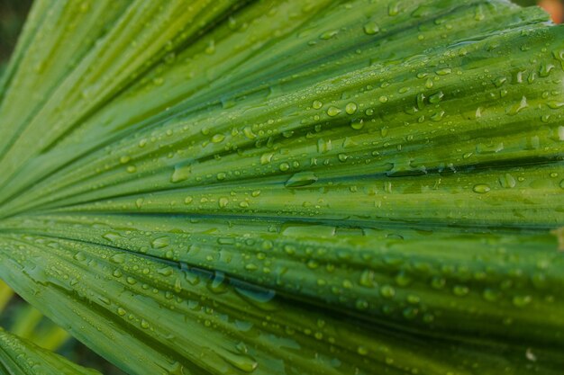 un gros plan d'un légume vert avec des gouttes d'eau