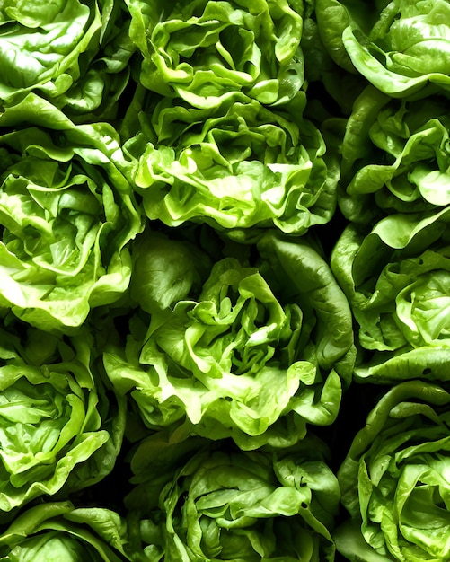 Photo gros plan de légumes laitue verte fraîche