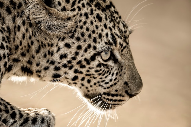 Gros plan d'un léopard dans le parc national du Serengeti