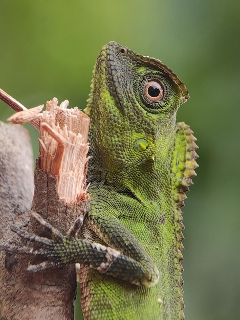 Photo un gros plan d'un lézard sur un arbre